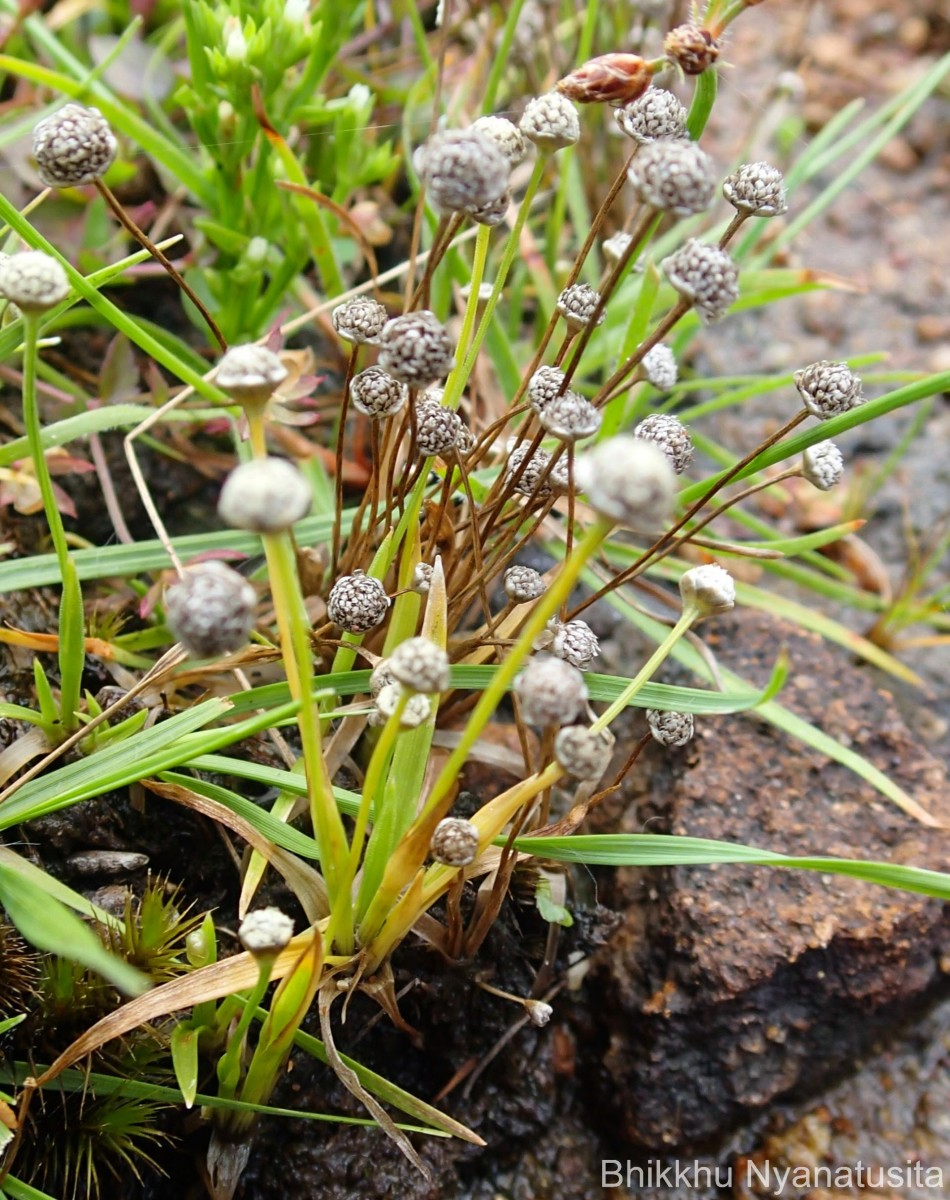 Eriocaulon thwaitesii Körn.